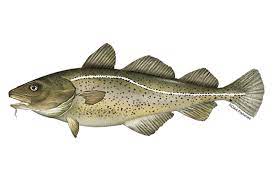 Atlantic Cod