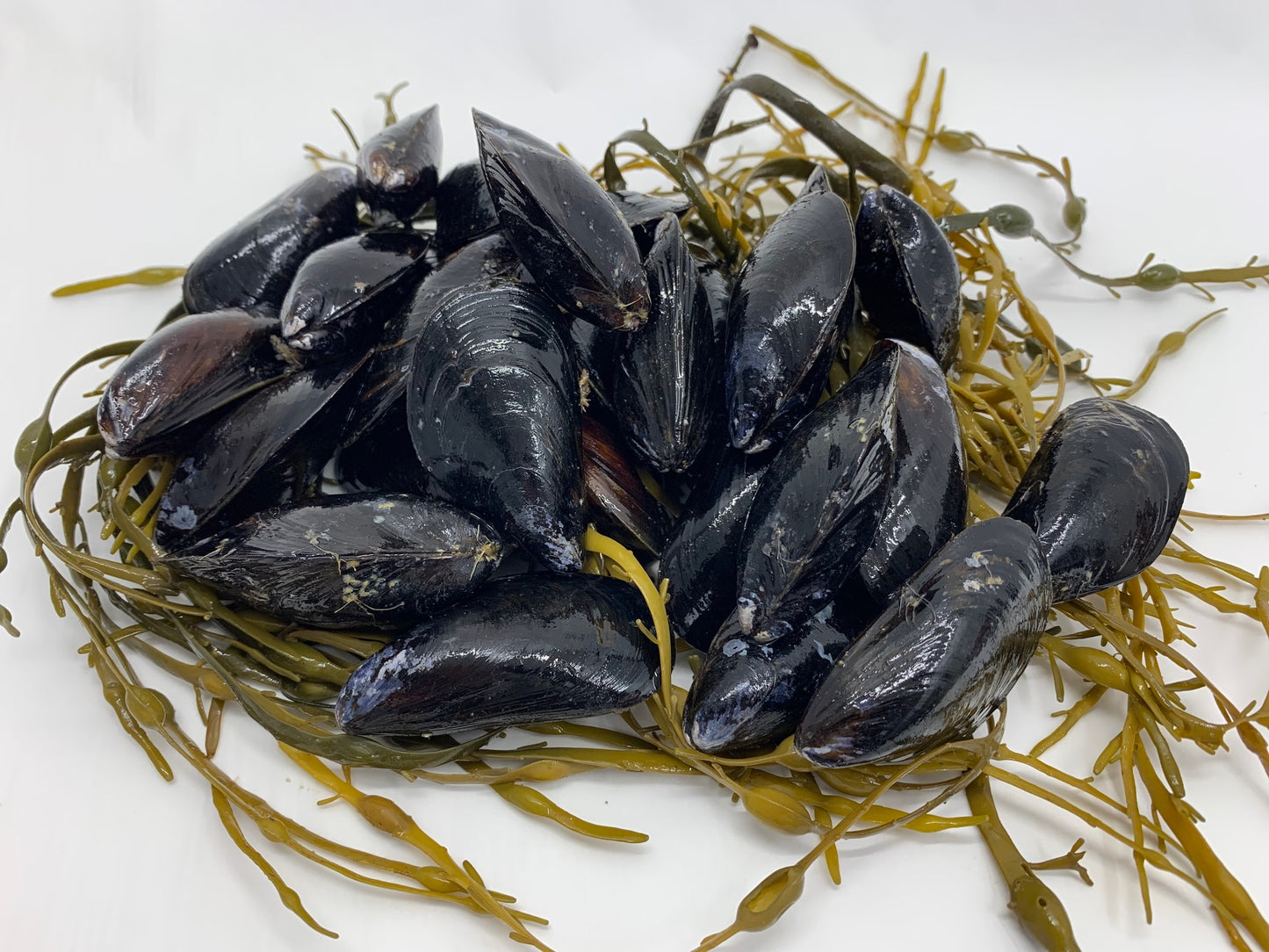 Blue Mussels