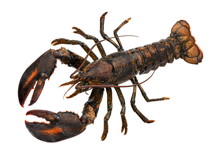 Live, 1.5 Pound Lobster