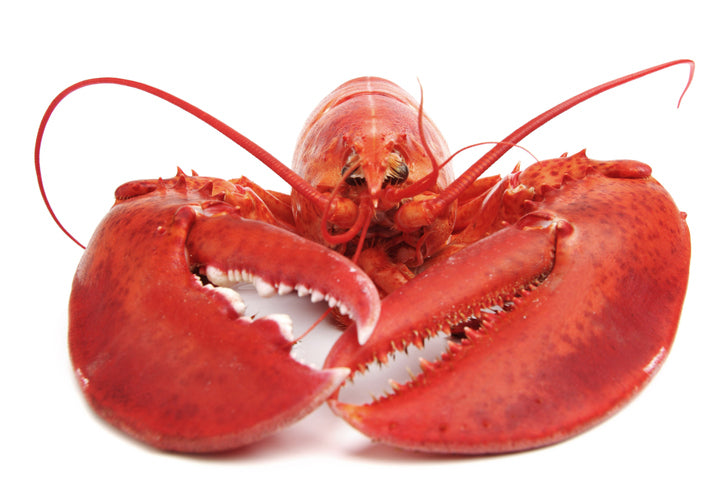 Cooked 2 Pound Lobster