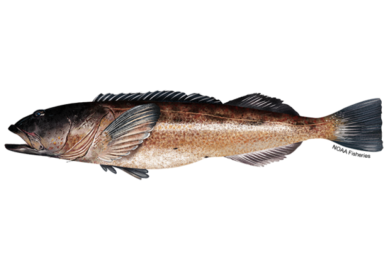 Ling Cod