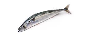 Mackerel