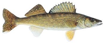 Pickerel / Walleye