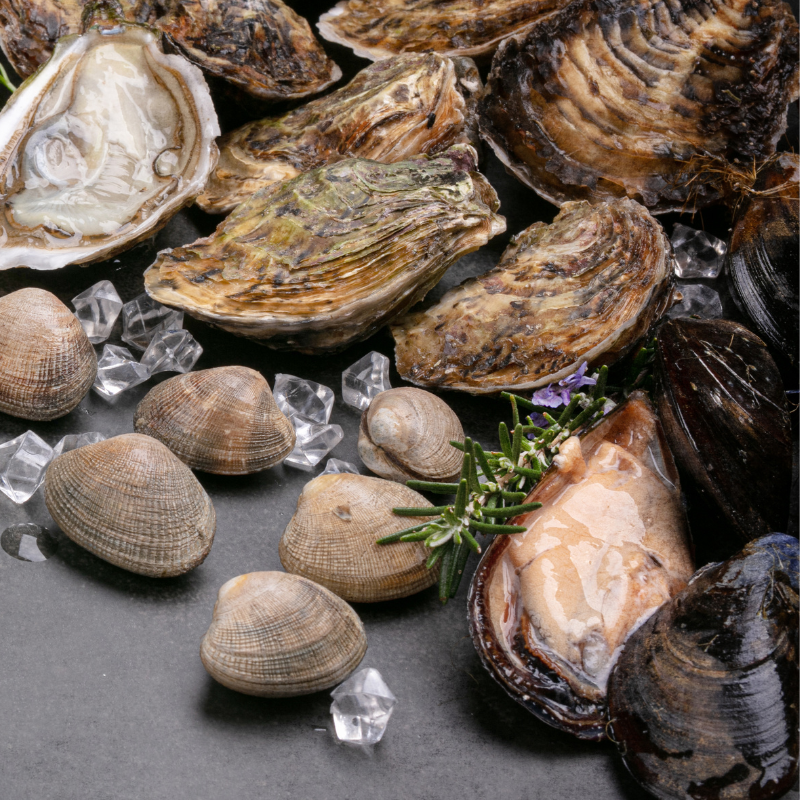 Wm Shellfish Deutsche Übersetzung Von Shellfish – MGXAOA