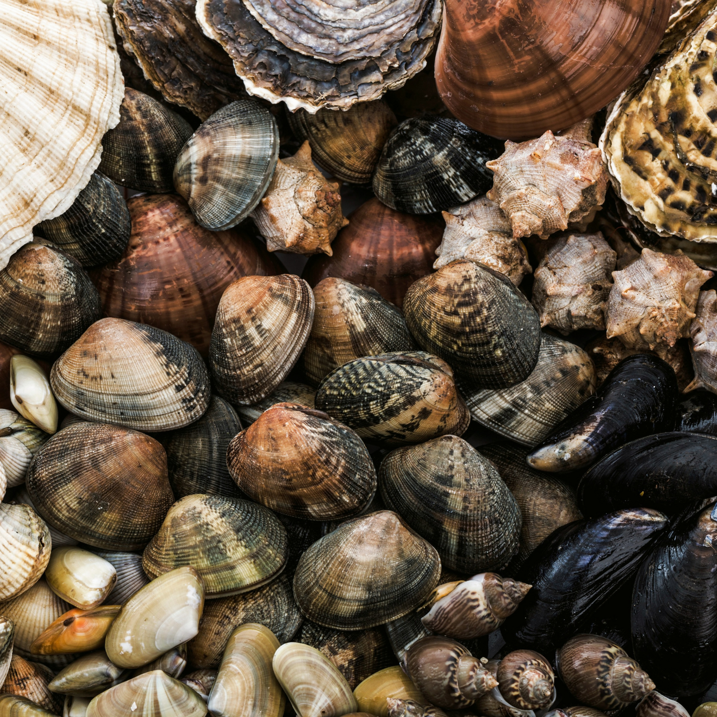 Simple, Classic Italian Shellfish, October 8