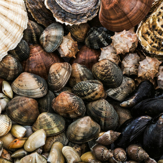 Simple, Classic Italian Shellfish, October 8