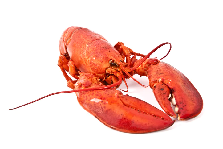 Cooked Lobster